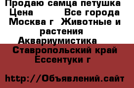 Продаю самца петушка › Цена ­ 700 - Все города, Москва г. Животные и растения » Аквариумистика   . Ставропольский край,Ессентуки г.